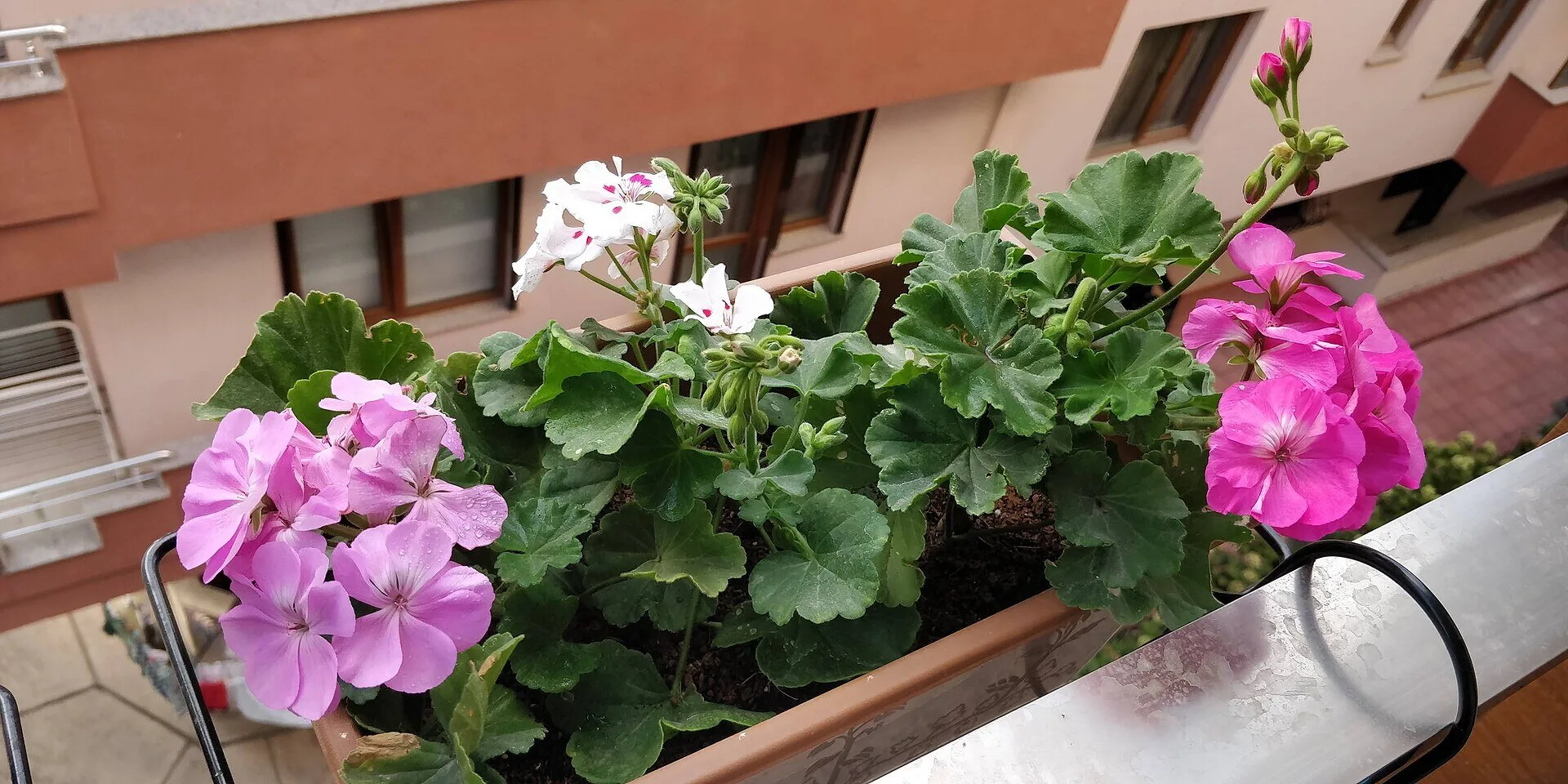 Τρία ανθισμένα γεράνια σε ζαρντινιέρα πάνω σε κάγκελο μπαλκονιού