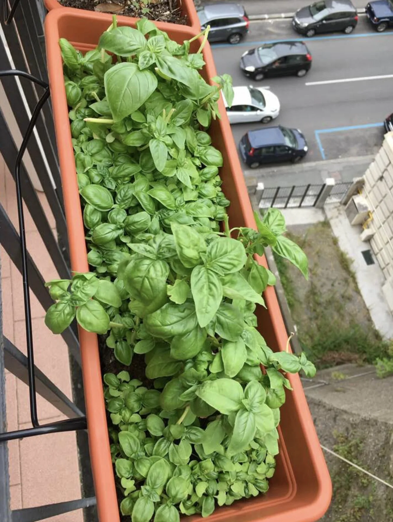 Πυκνός βασιλικός σε μακρόστενη ζαρντινιέρα μπαλκονιού